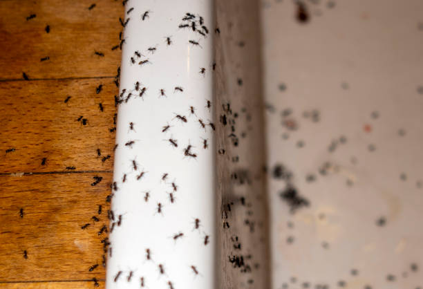 Best Exterminator Services  in Footville, WI
